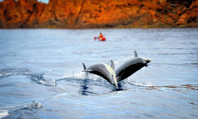 Dauphins à Senino