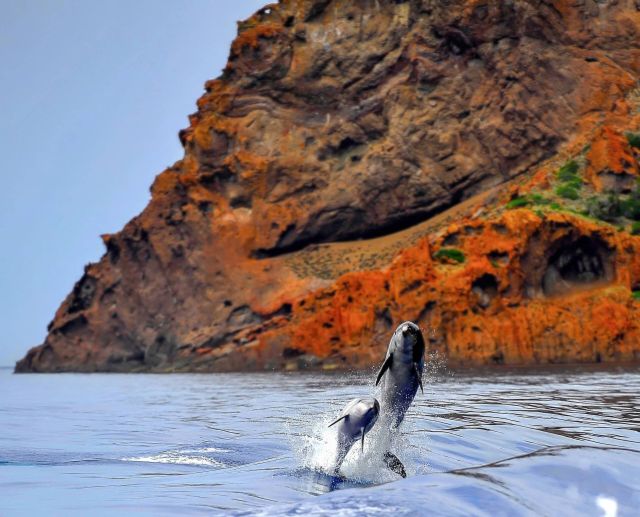 Dauphins à Senino